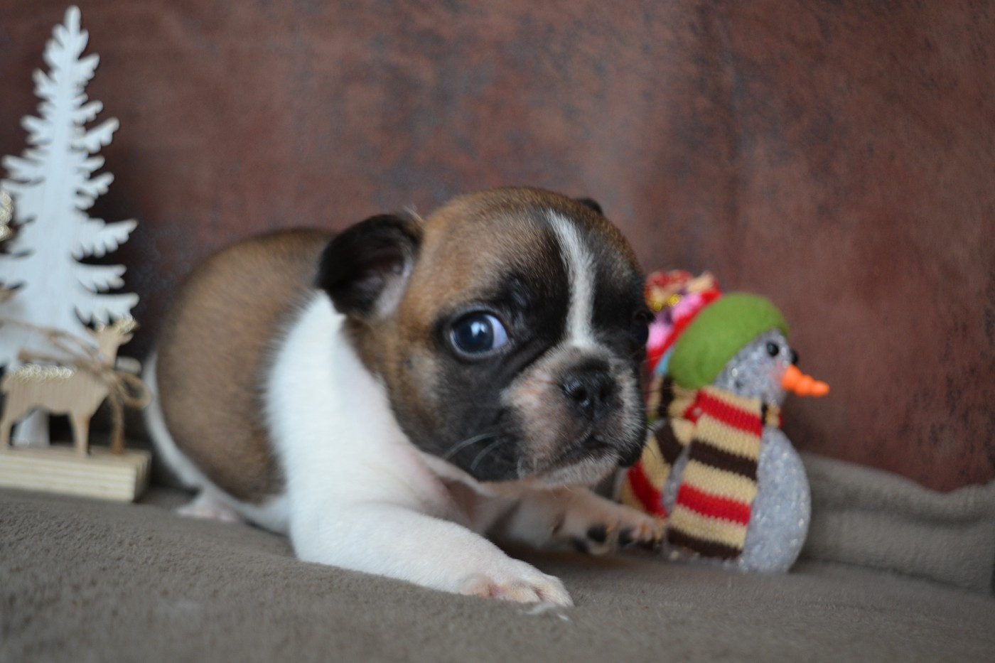 De La Cour De Mimali - Chiots disponibles - Bouledogue français