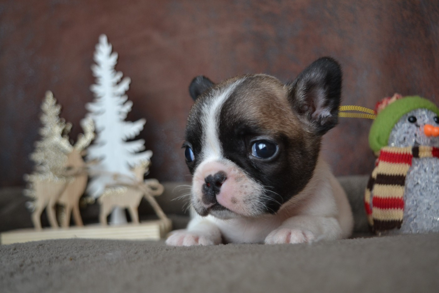 De La Cour De Mimali - Chiots disponibles - Bouledogue français