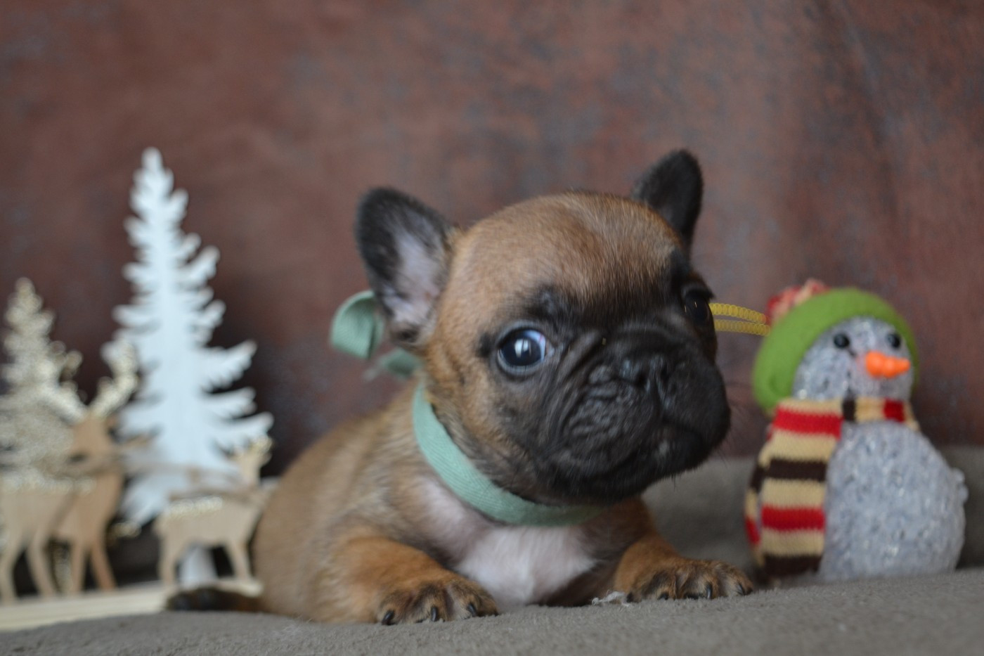 De La Cour De Mimali - Chiots disponibles - Bouledogue français