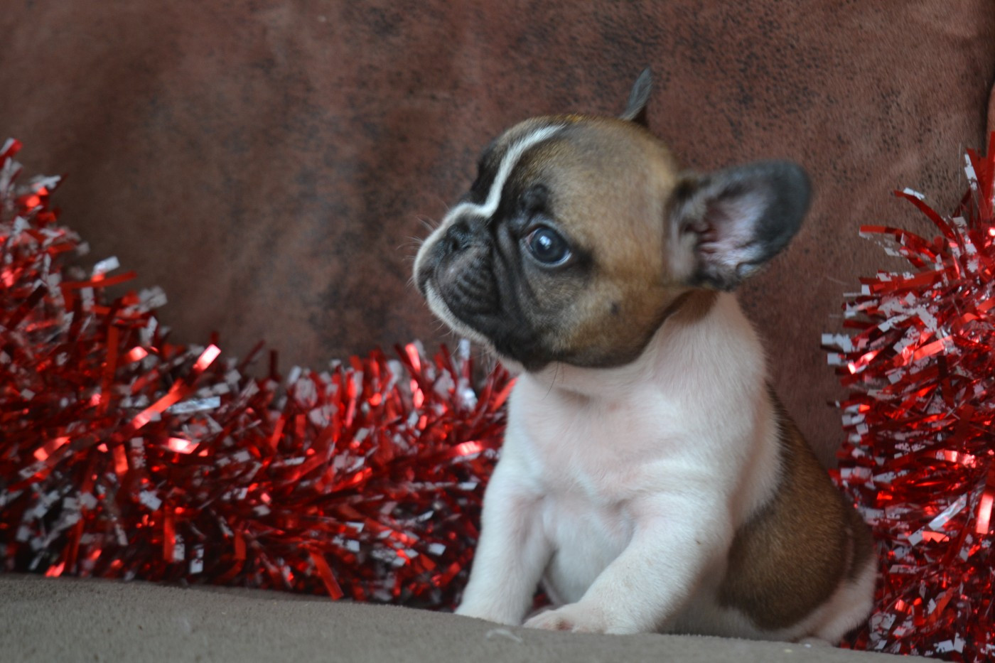 De La Cour De Mimali - Chiots disponibles - Bouledogue français