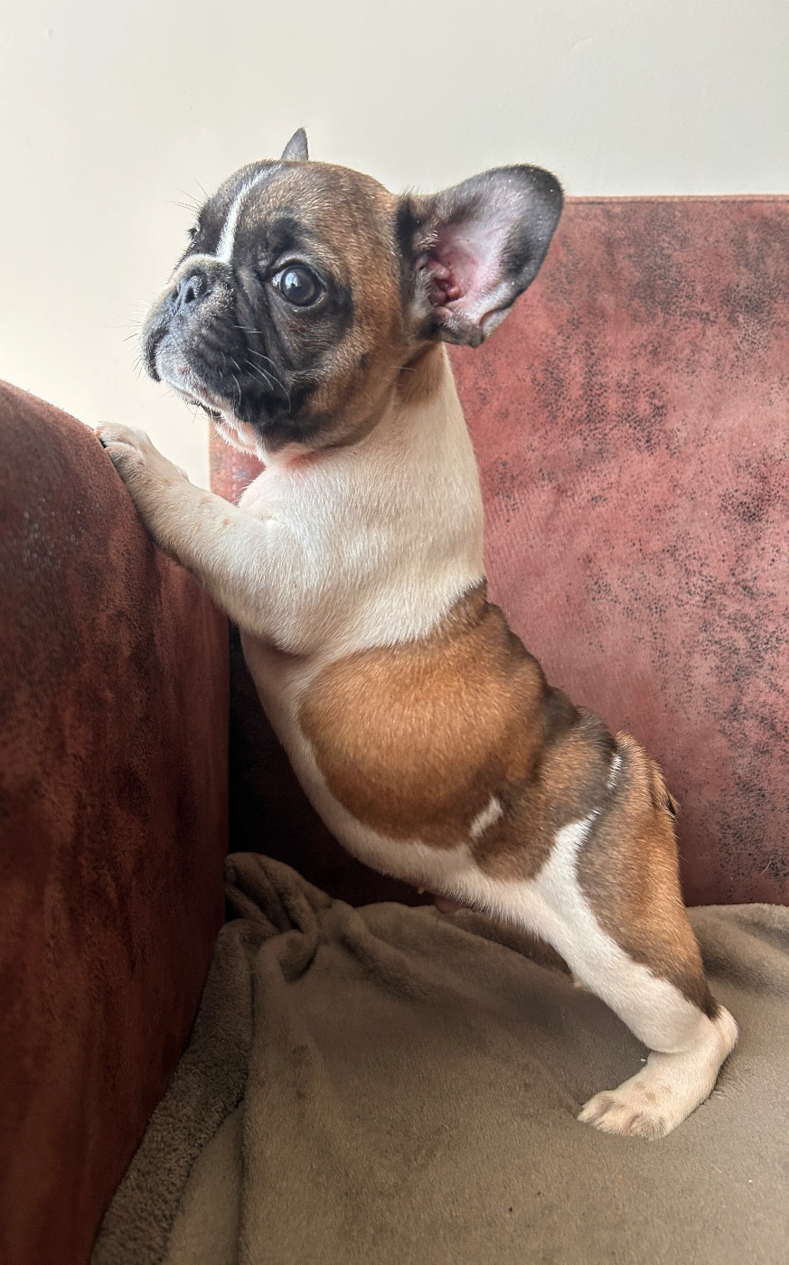 De La Cour De Mimali - Chiots disponibles - Bouledogue français