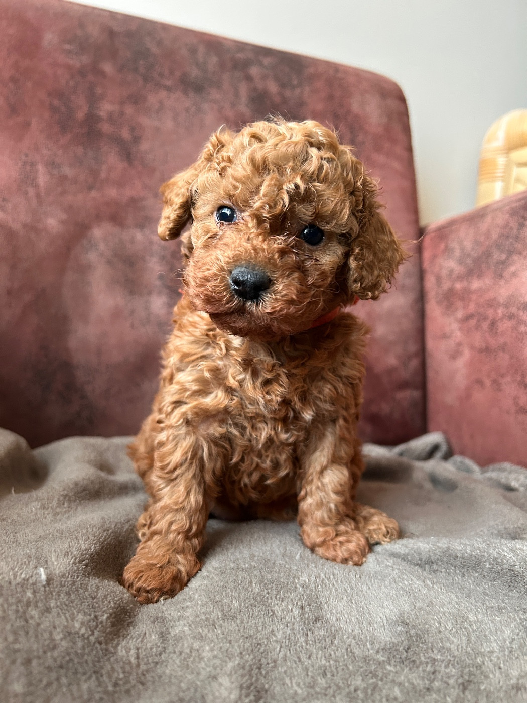 De La Cour De Mimali - Caniche - Portée née le 11/12/2025