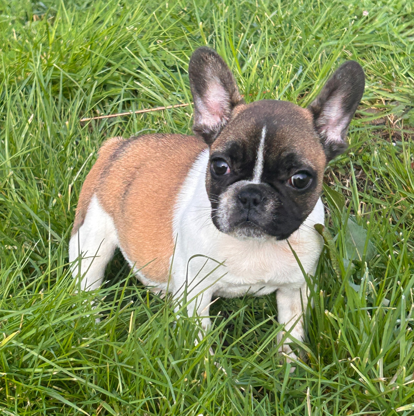 De La Cour De Mimali - Chiots disponibles - Bouledogue français