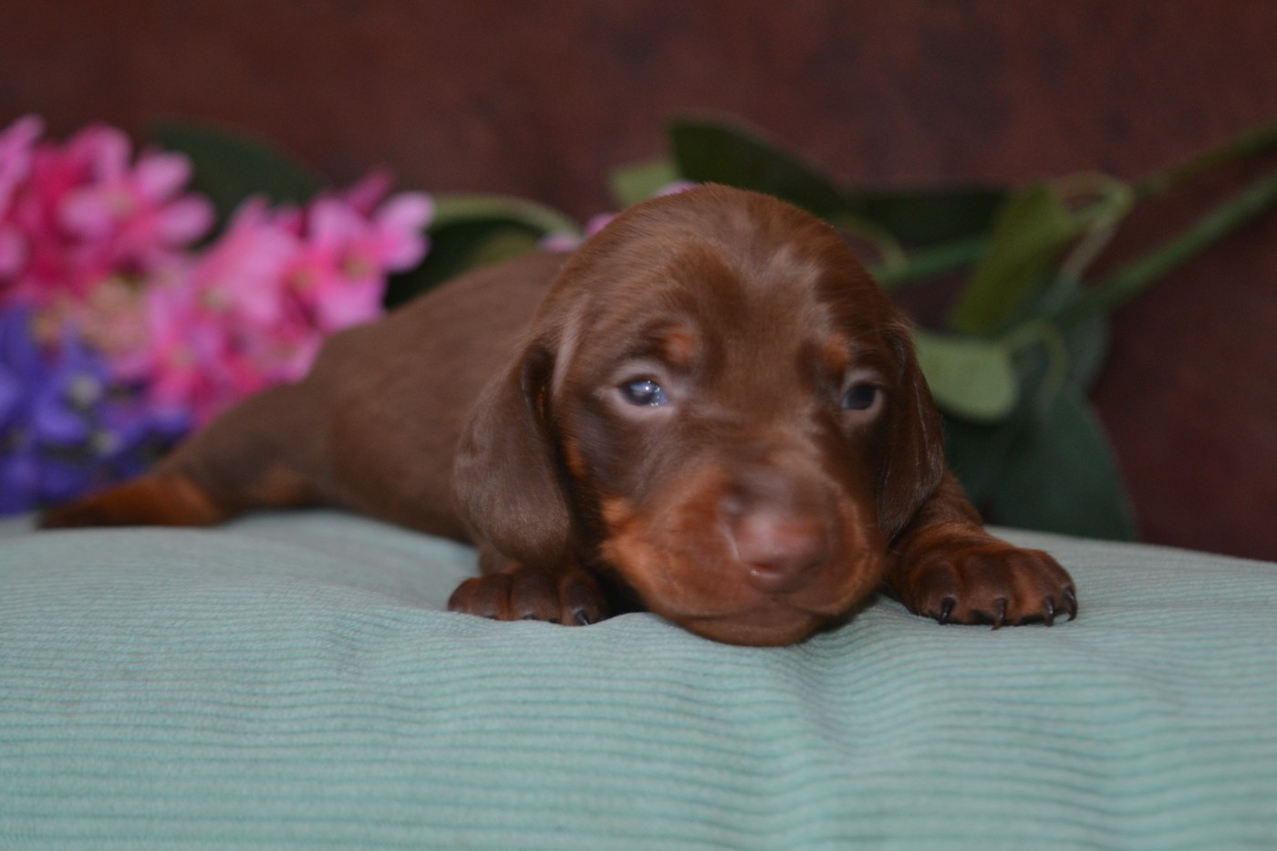 De La Cour De Mimali - Chiots disponibles - Teckel poil ras