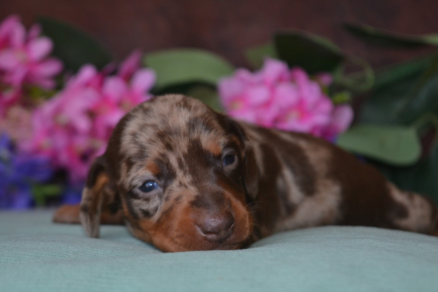 De La Cour De Mimali - Chiots disponibles - Teckel poil ras