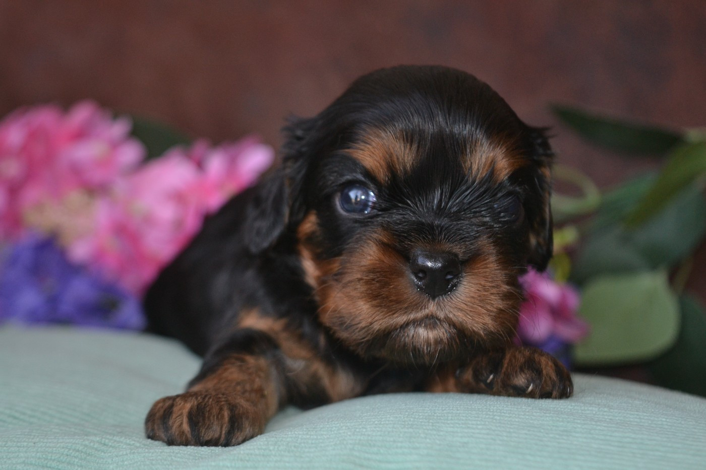 De La Cour De Mimali - Chiots disponibles - Cavalier King Charles Spaniel