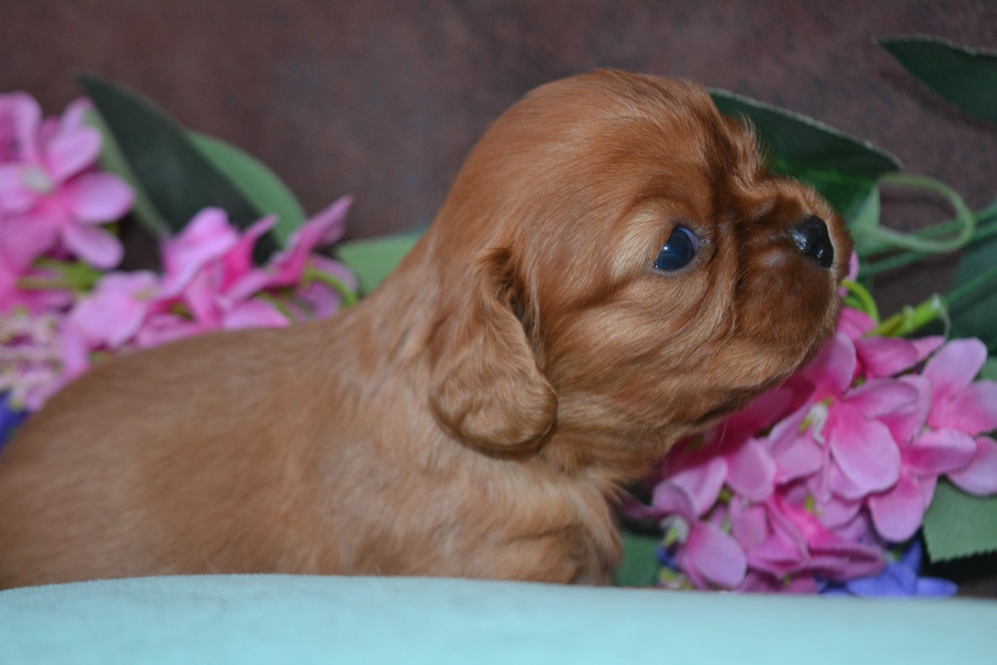 De La Cour De Mimali - Chiots disponibles - Cavalier King Charles Spaniel