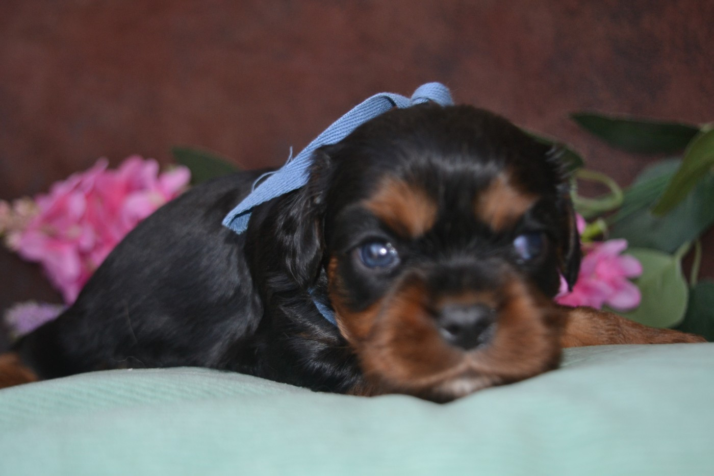 De La Cour De Mimali - Chiots disponibles - Cavalier King Charles Spaniel