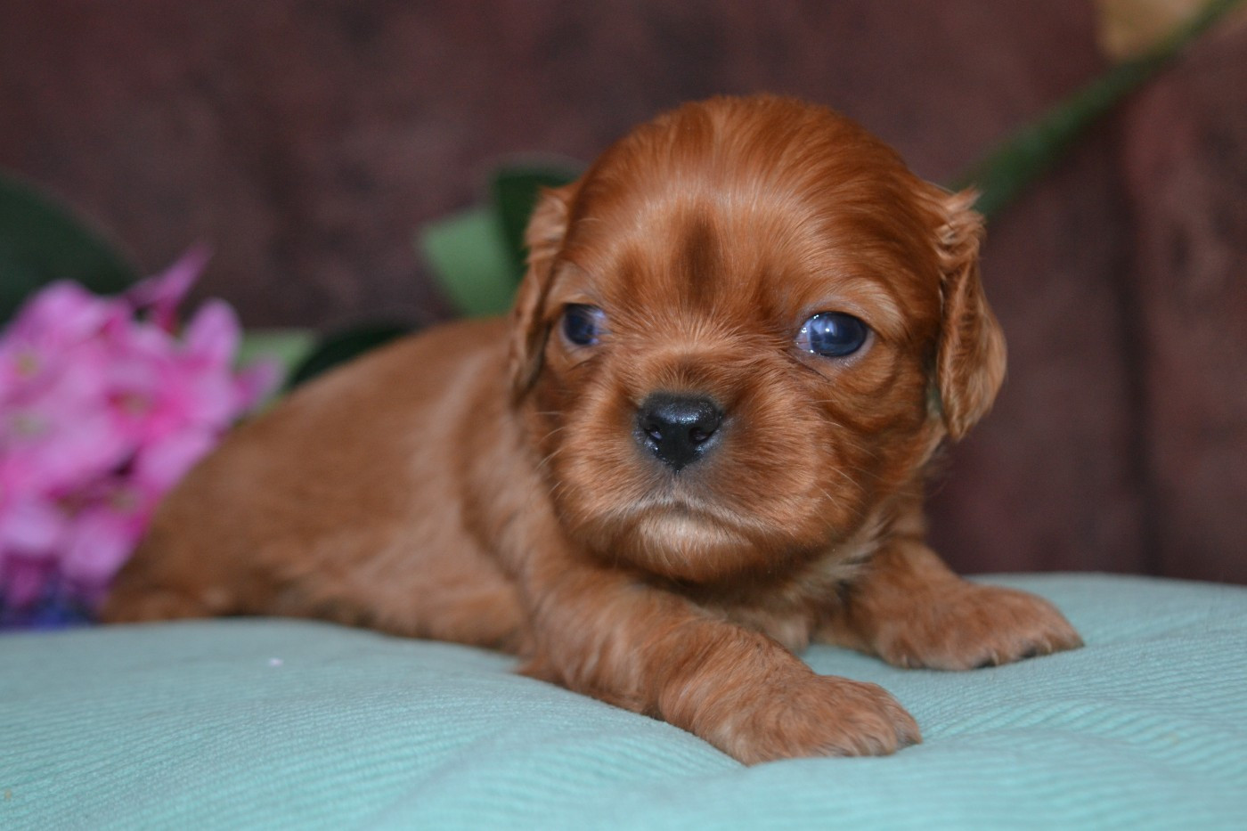 De La Cour De Mimali - Chiots disponibles - Cavalier King Charles Spaniel