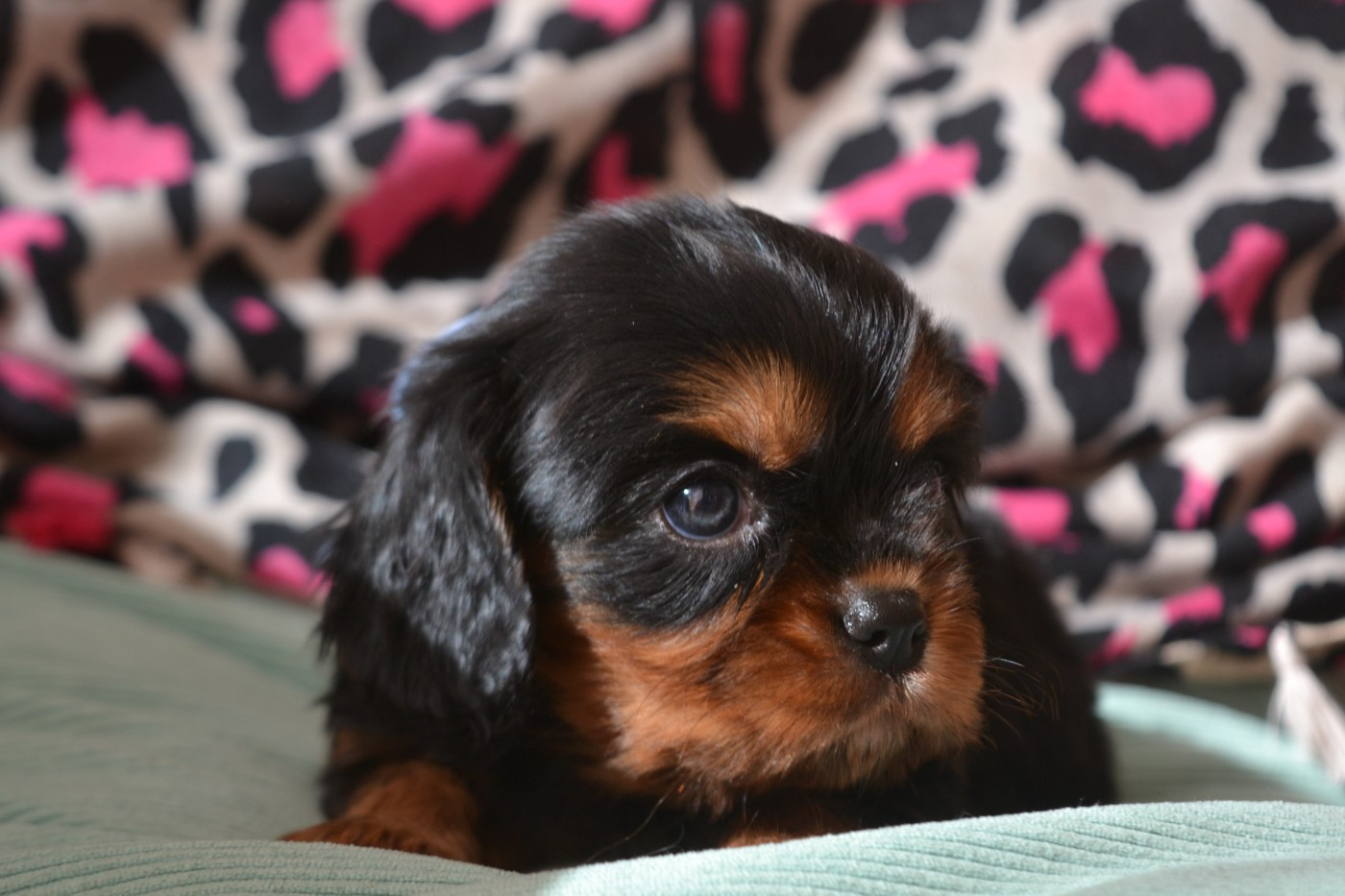 De La Cour De Mimali - Chiots disponibles - Cavalier King Charles Spaniel