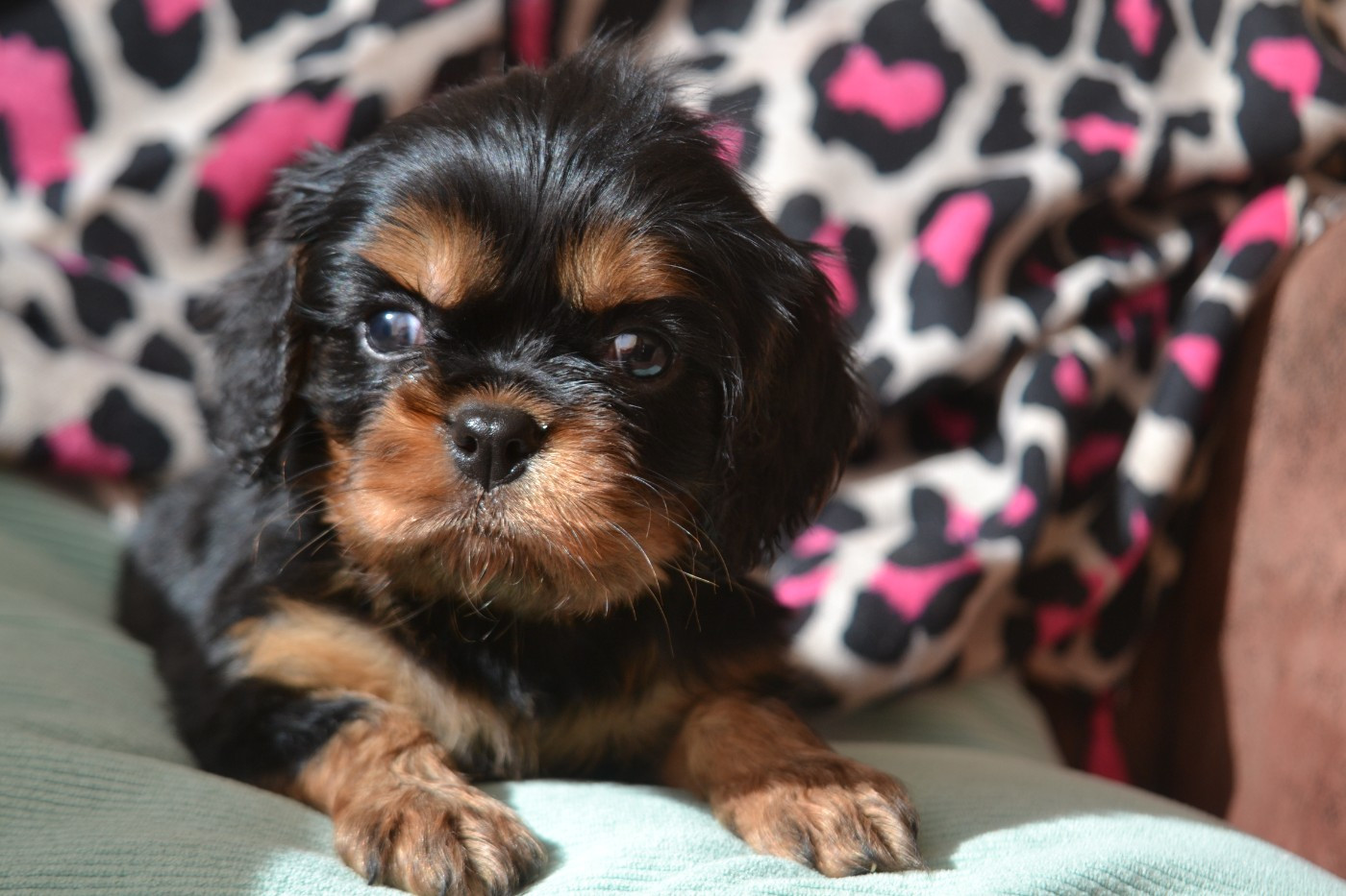 De La Cour De Mimali - Chiots disponibles - Cavalier King Charles Spaniel