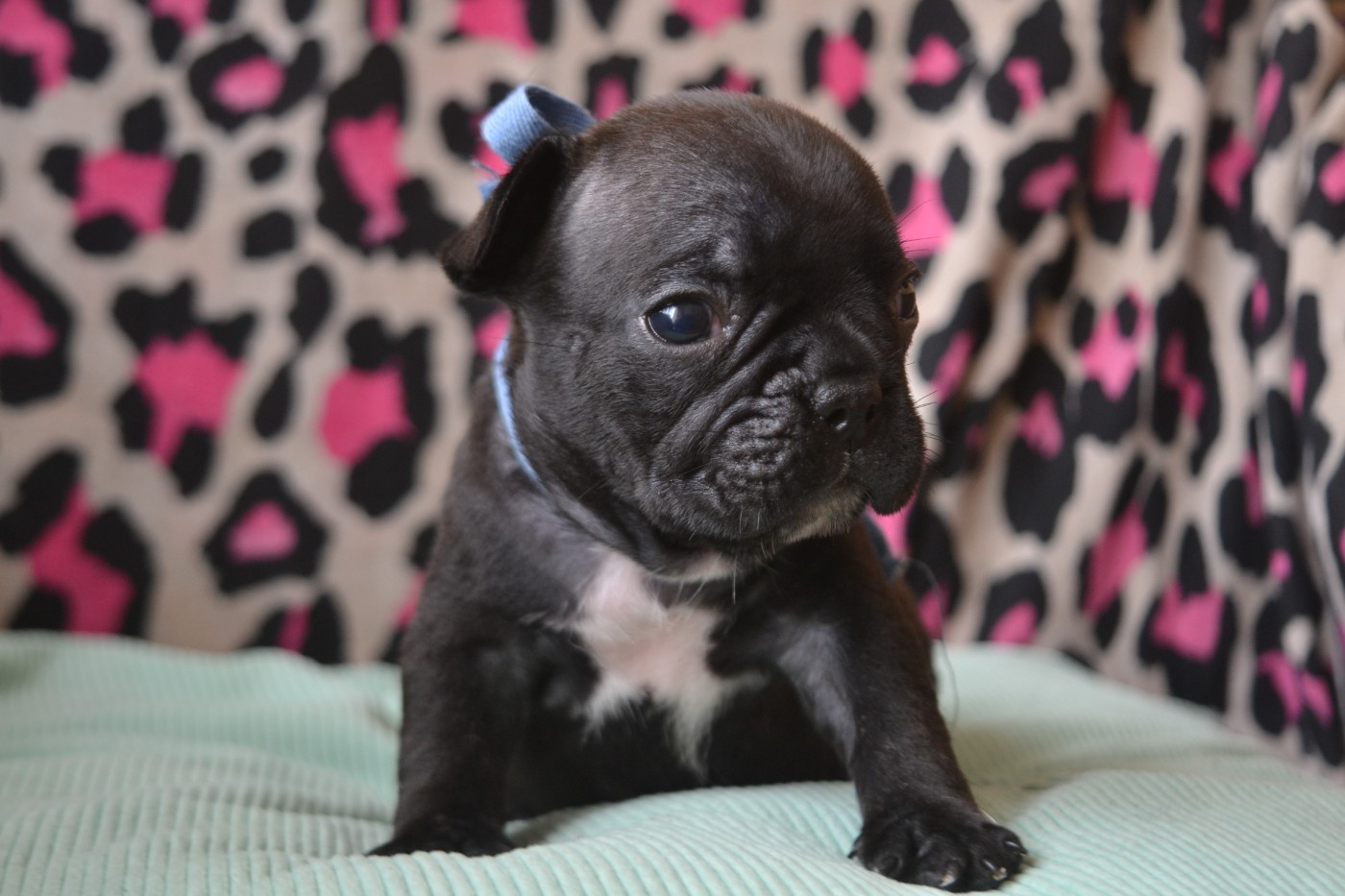 De La Cour De Mimali - Chiots disponibles - Bouledogue français