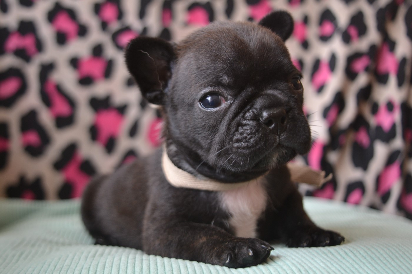 De La Cour De Mimali - Chiots disponibles - Bouledogue français
