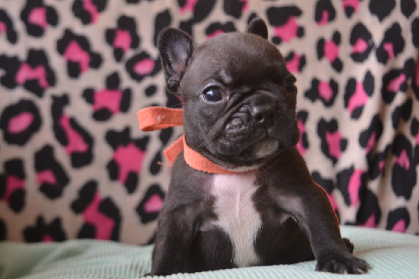 De La Cour De Mimali - Chiots disponibles - Bouledogue français