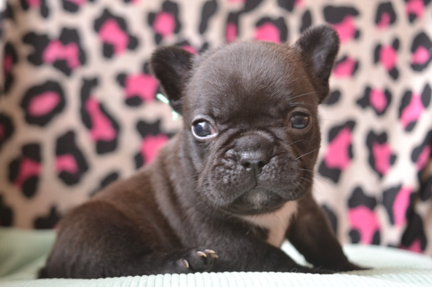 De La Cour De Mimali - Chiots disponibles - Bouledogue français