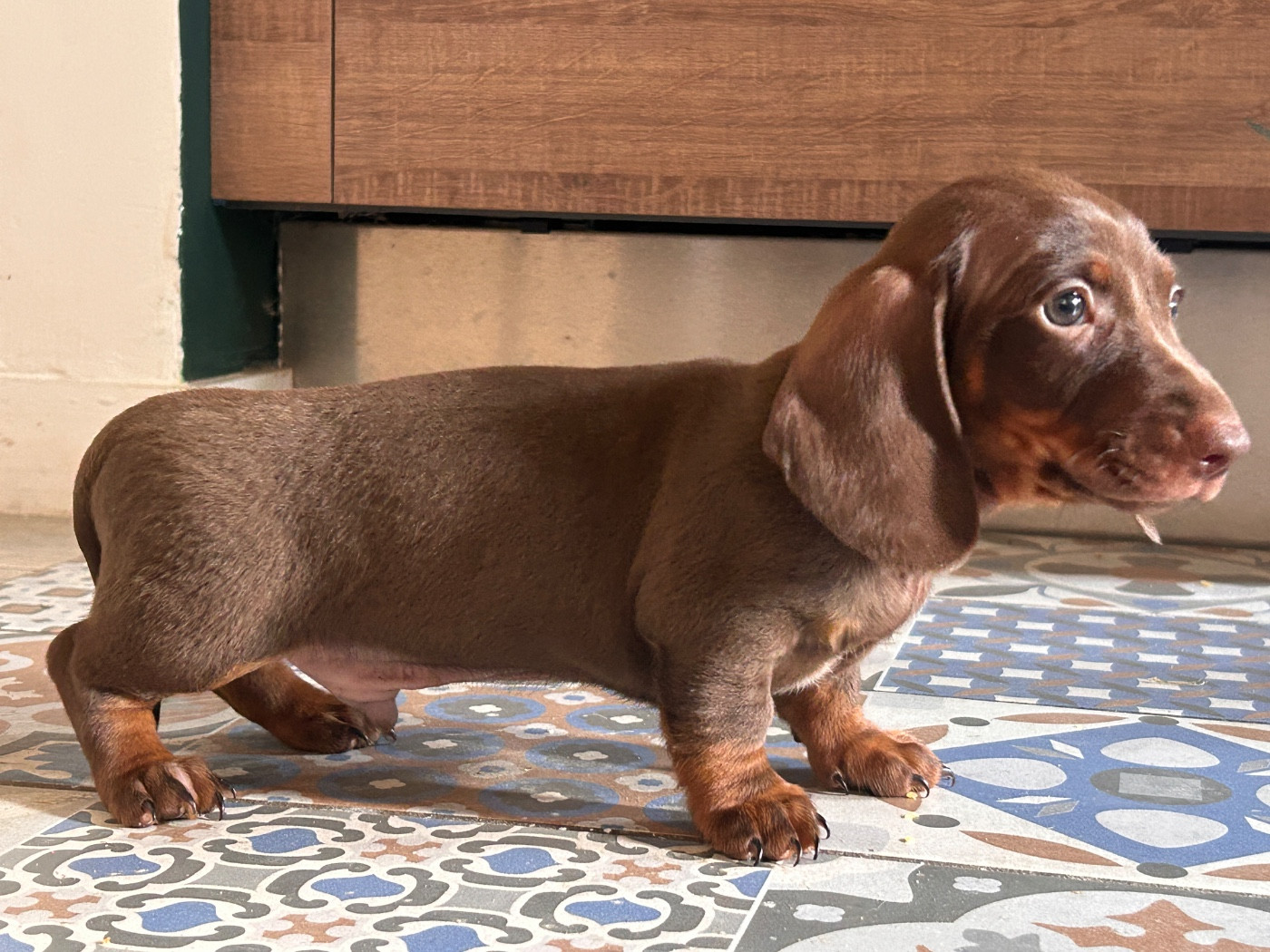 De La Cour De Mimali - Teckel poil ras - Portée née le 09/02/2026