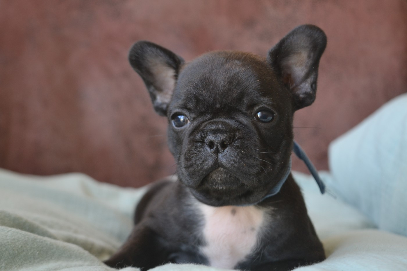 De La Cour De Mimali - Chiots disponibles - Bouledogue français