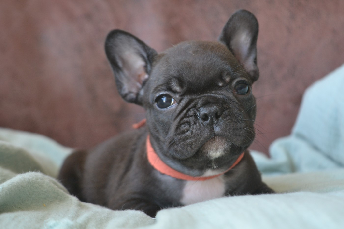 De La Cour De Mimali - Chiots disponibles - Bouledogue français