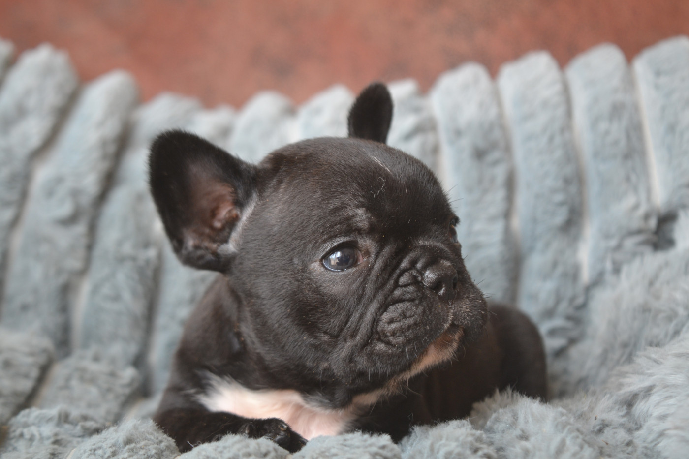 De La Cour De Mimali - Chiots disponibles - Bouledogue français