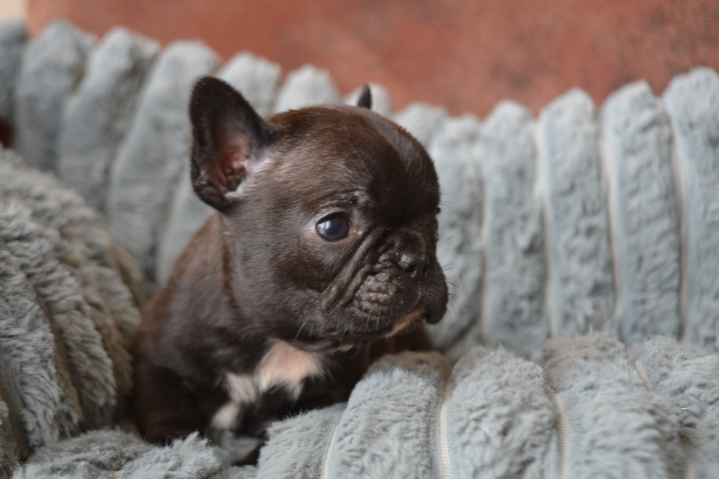 De La Cour De Mimali - Chiots disponibles - Bouledogue français