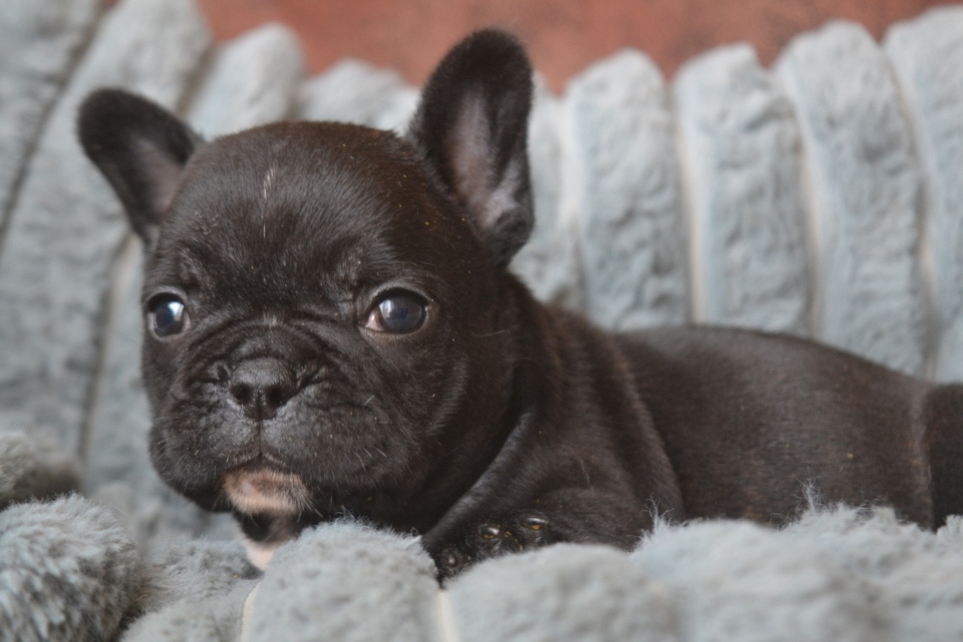 De La Cour De Mimali - Chiots disponibles - Bouledogue français