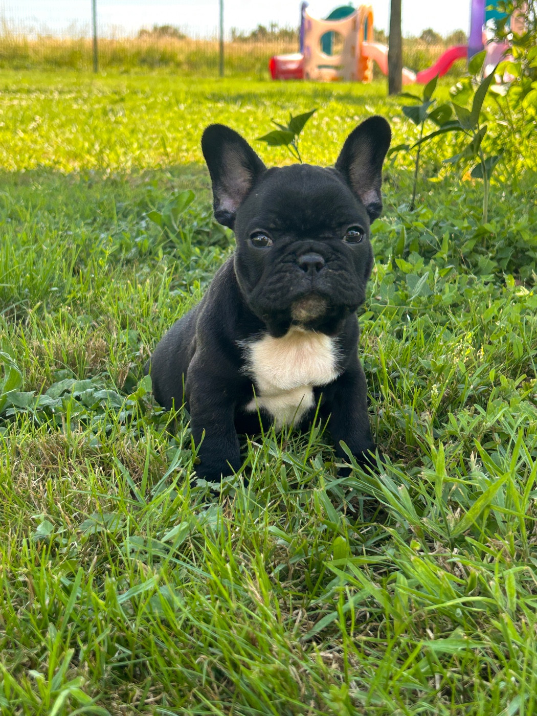De La Cour De Mimali - Chiots disponibles - Bouledogue français