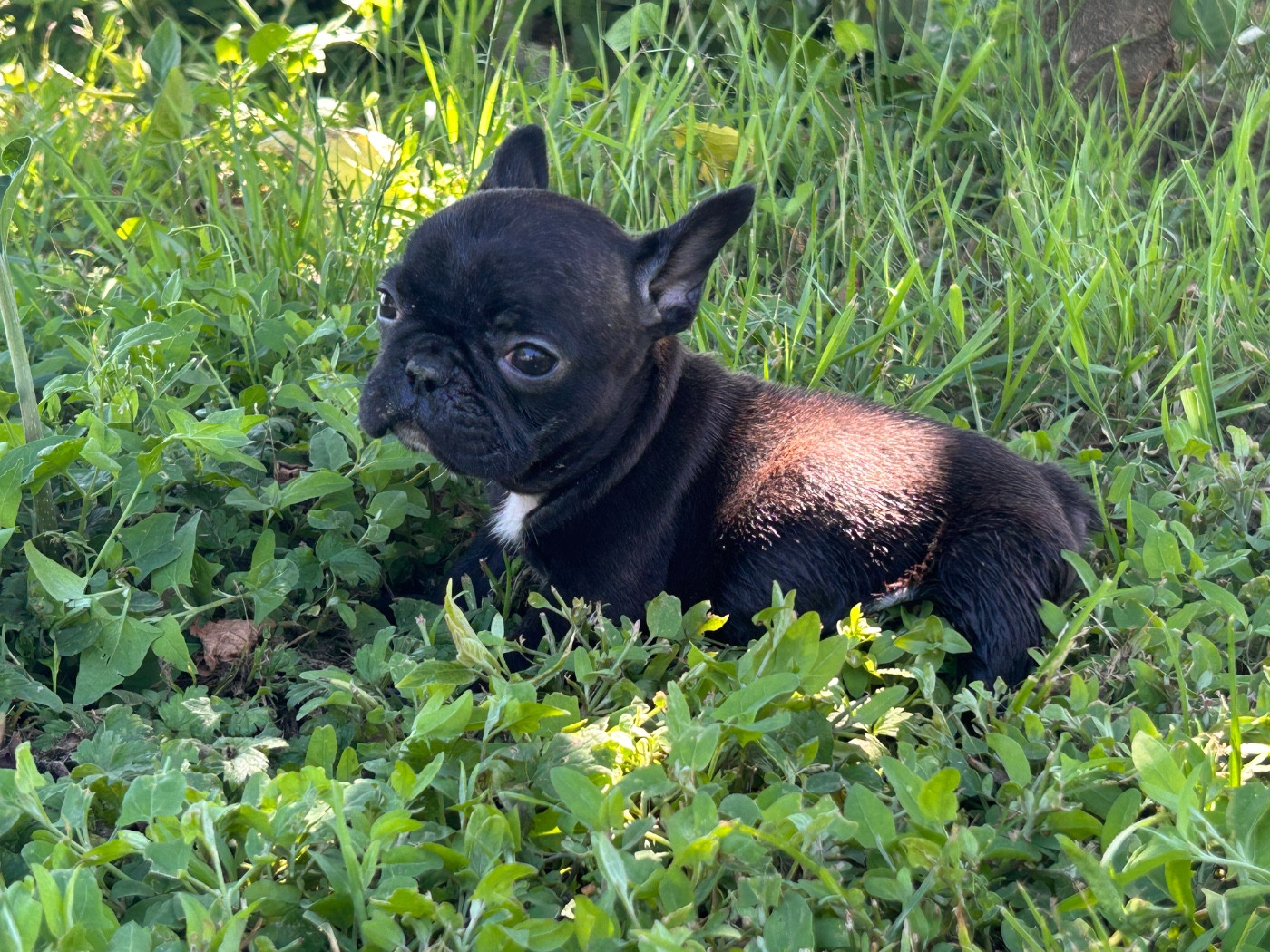 De La Cour De Mimali - Chiots disponibles - Bouledogue français