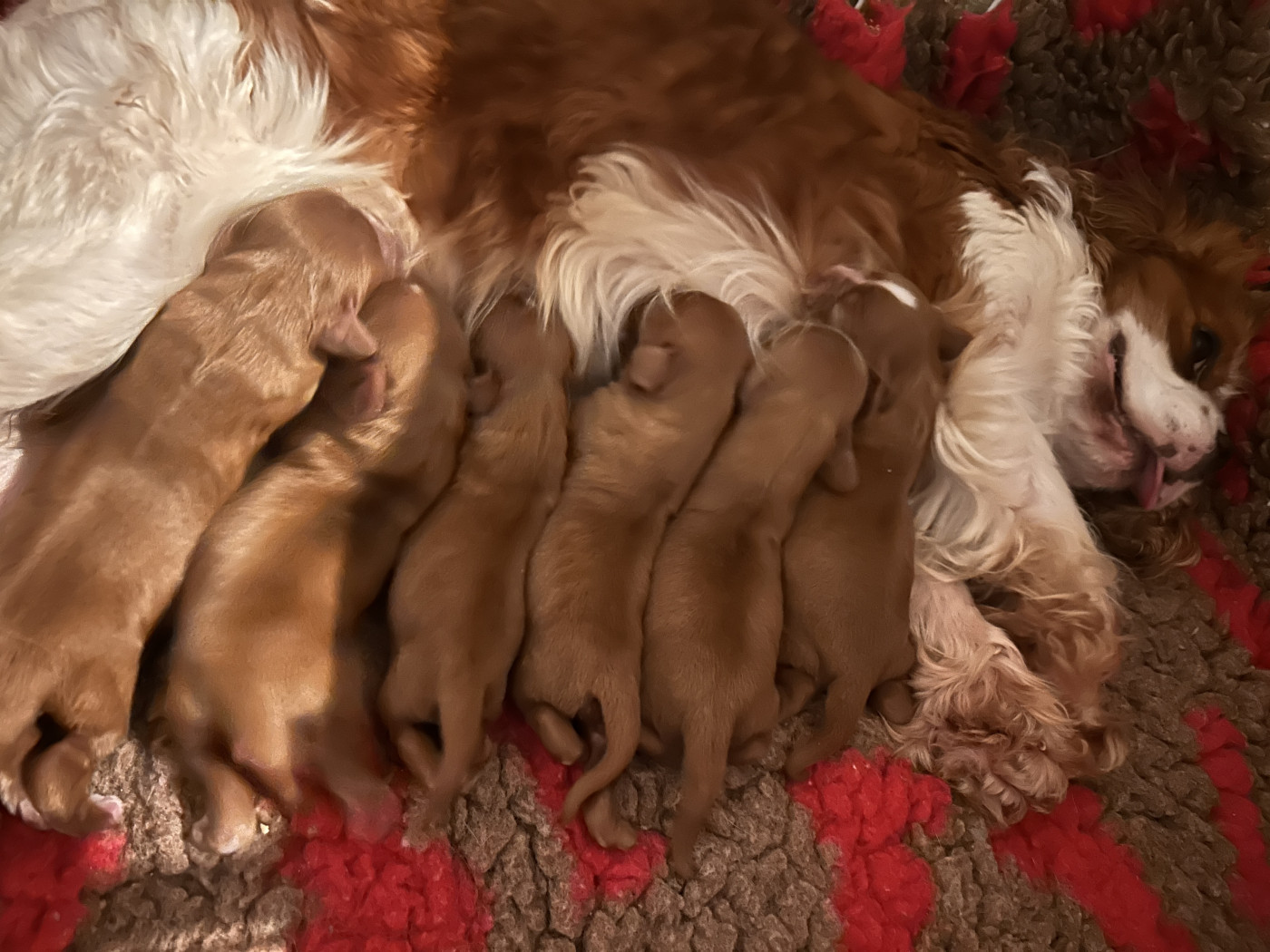Chiot Cavalier King Charles Spaniel De La Cour De Mimali