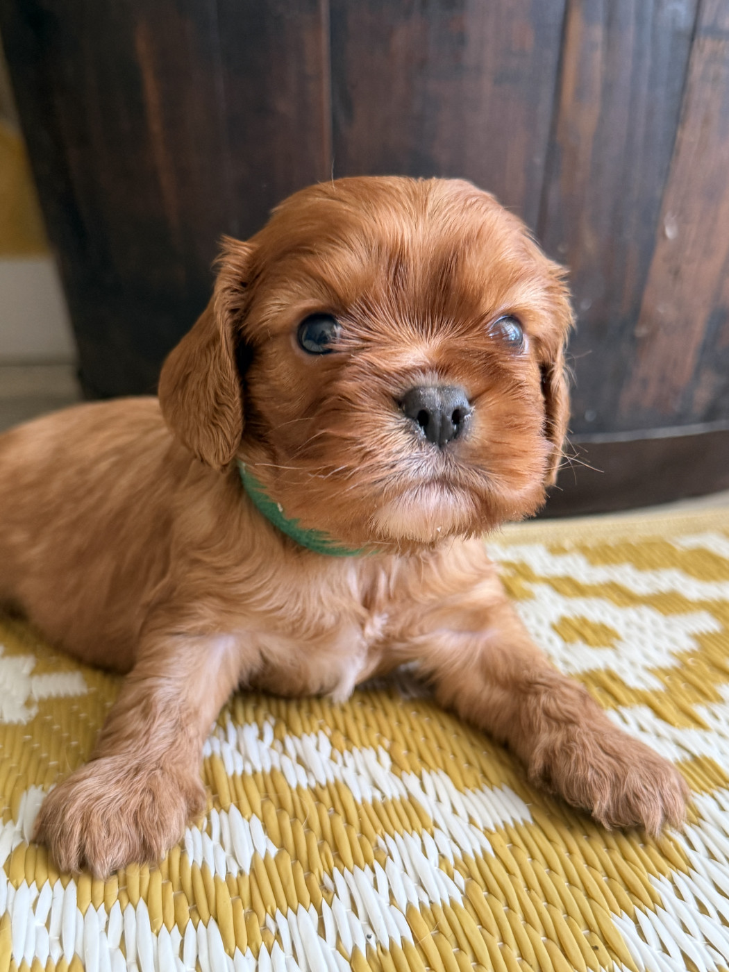 De La Cour De Mimali - Chiots disponibles - Cavalier King Charles Spaniel
