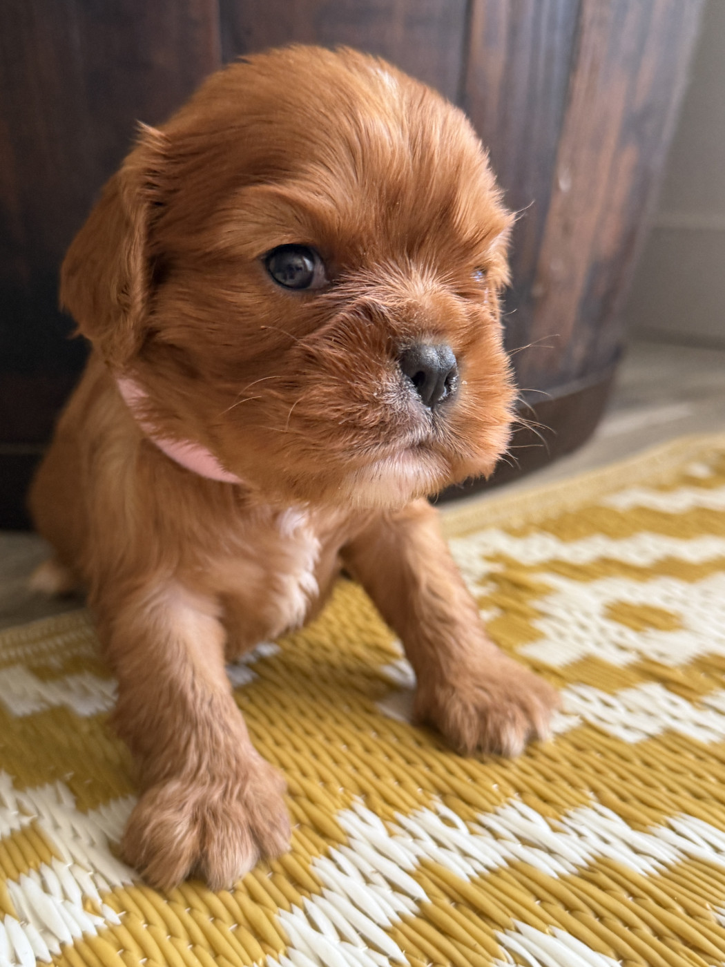 De La Cour De Mimali - Chiots disponibles - Cavalier King Charles Spaniel