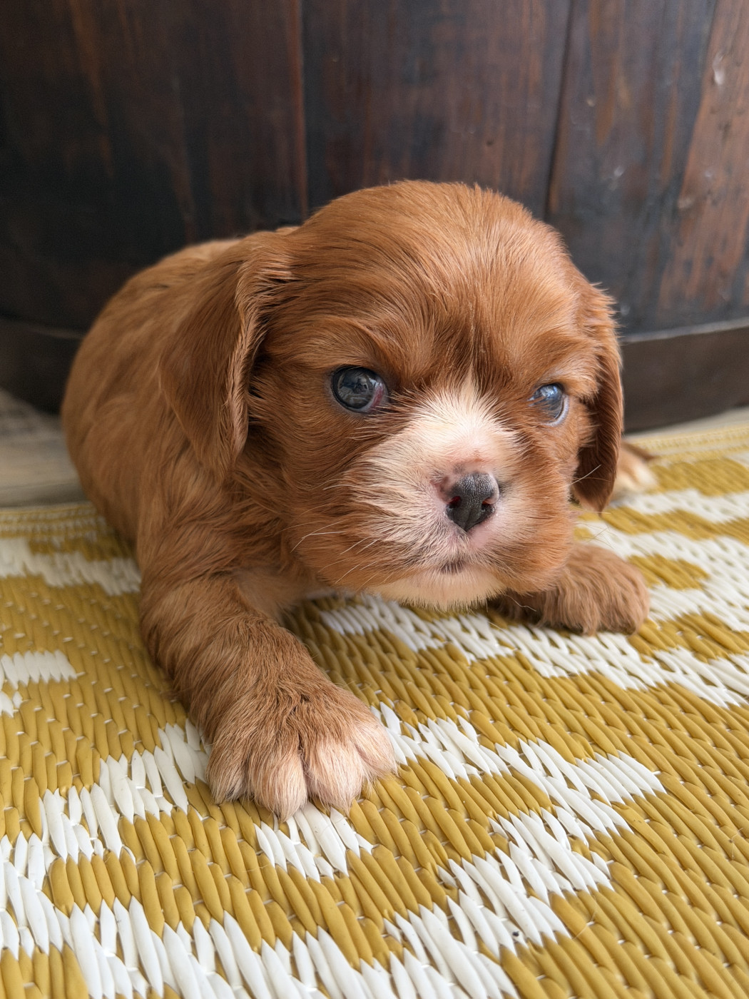 De La Cour De Mimali - Chiots disponibles - Cavalier King Charles Spaniel