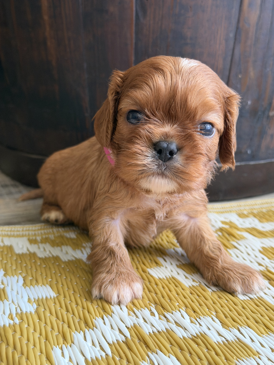 De La Cour De Mimali - Chiots disponibles - Cavalier King Charles Spaniel