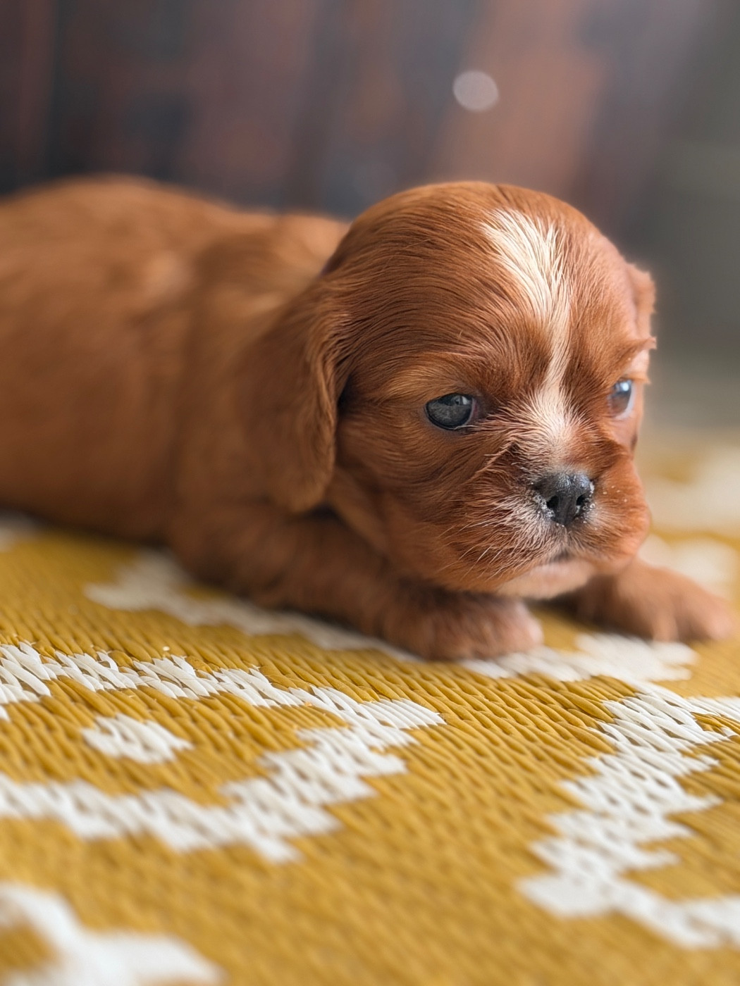 De La Cour De Mimali - Chiots disponibles - Cavalier King Charles Spaniel