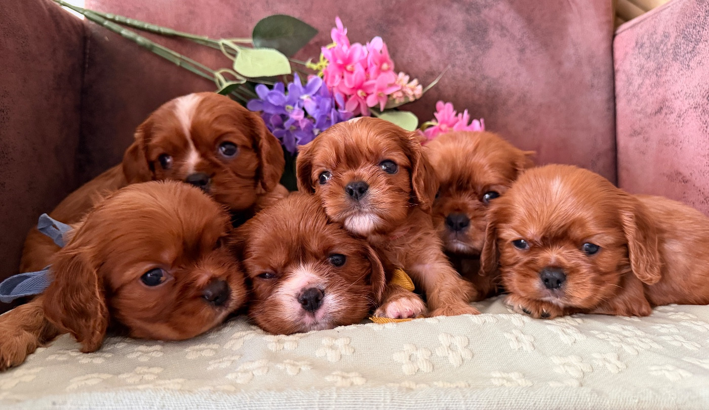 Chiot Cavalier King Charles Spaniel De La Cour De Mimali