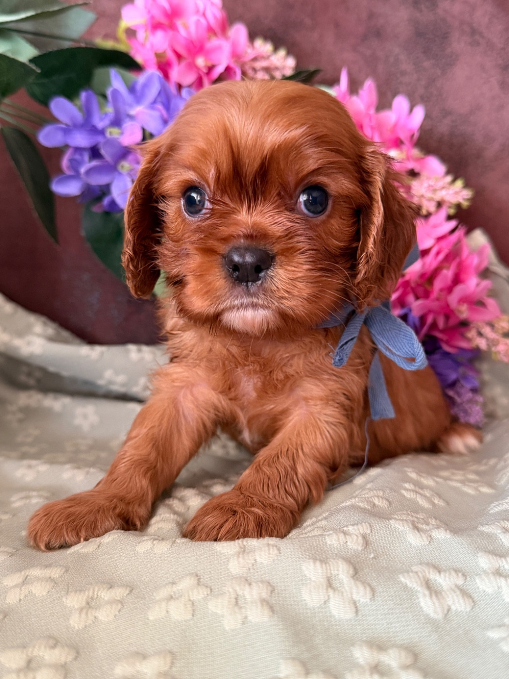 De La Cour De Mimali - Chiots disponibles - Cavalier King Charles Spaniel