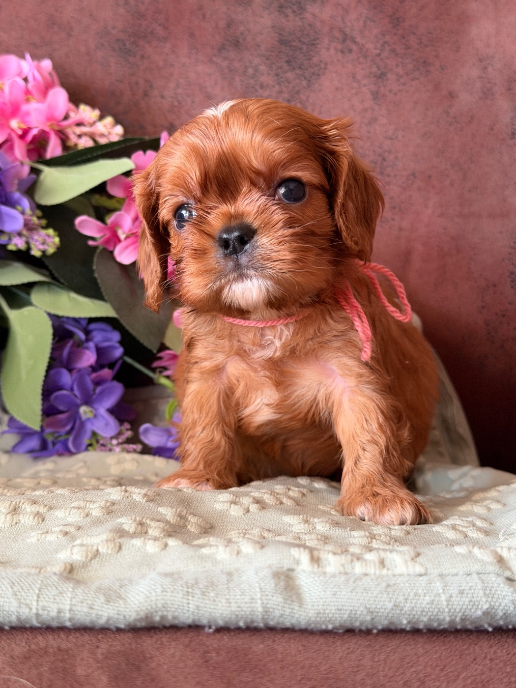 De La Cour De Mimali - Chiots disponibles - Cavalier King Charles Spaniel