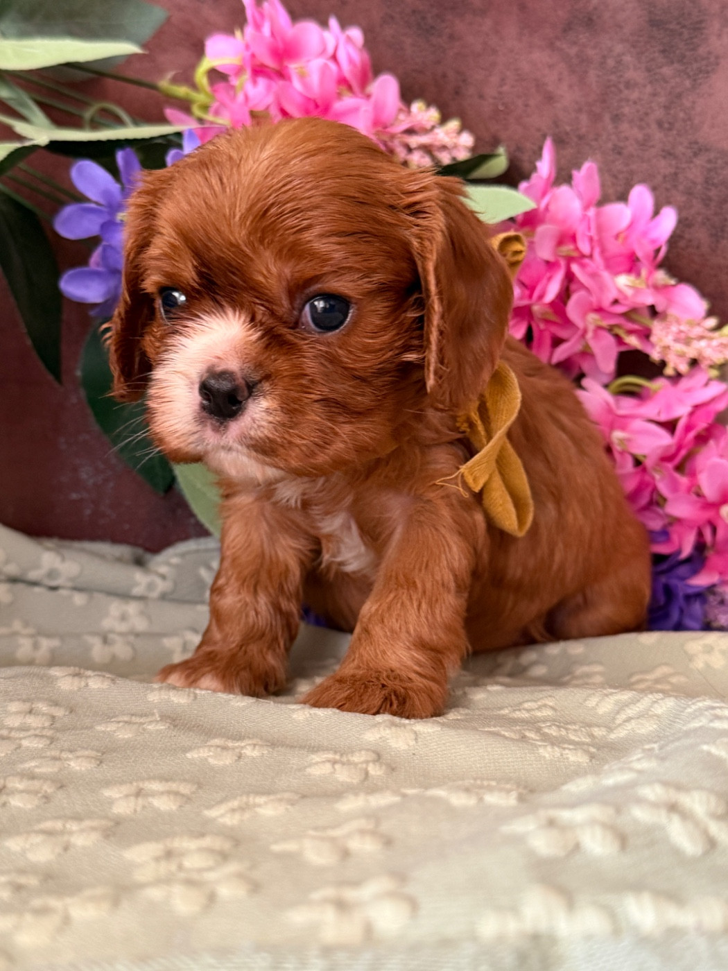 De La Cour De Mimali - Chiots disponibles - Cavalier King Charles Spaniel