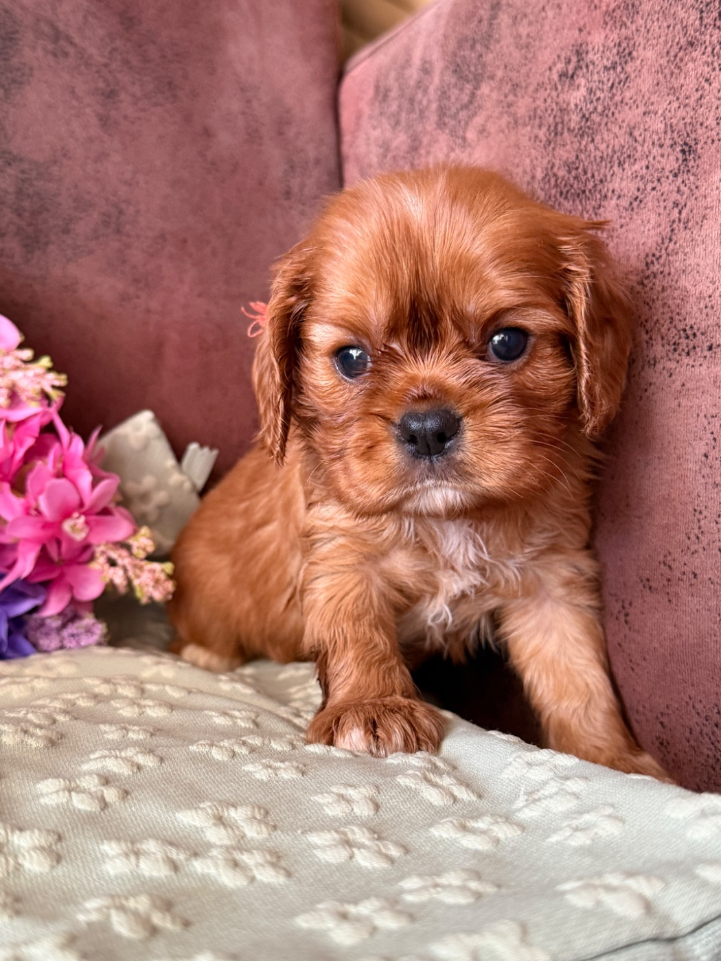 De La Cour De Mimali - Chiots disponibles - Cavalier King Charles Spaniel