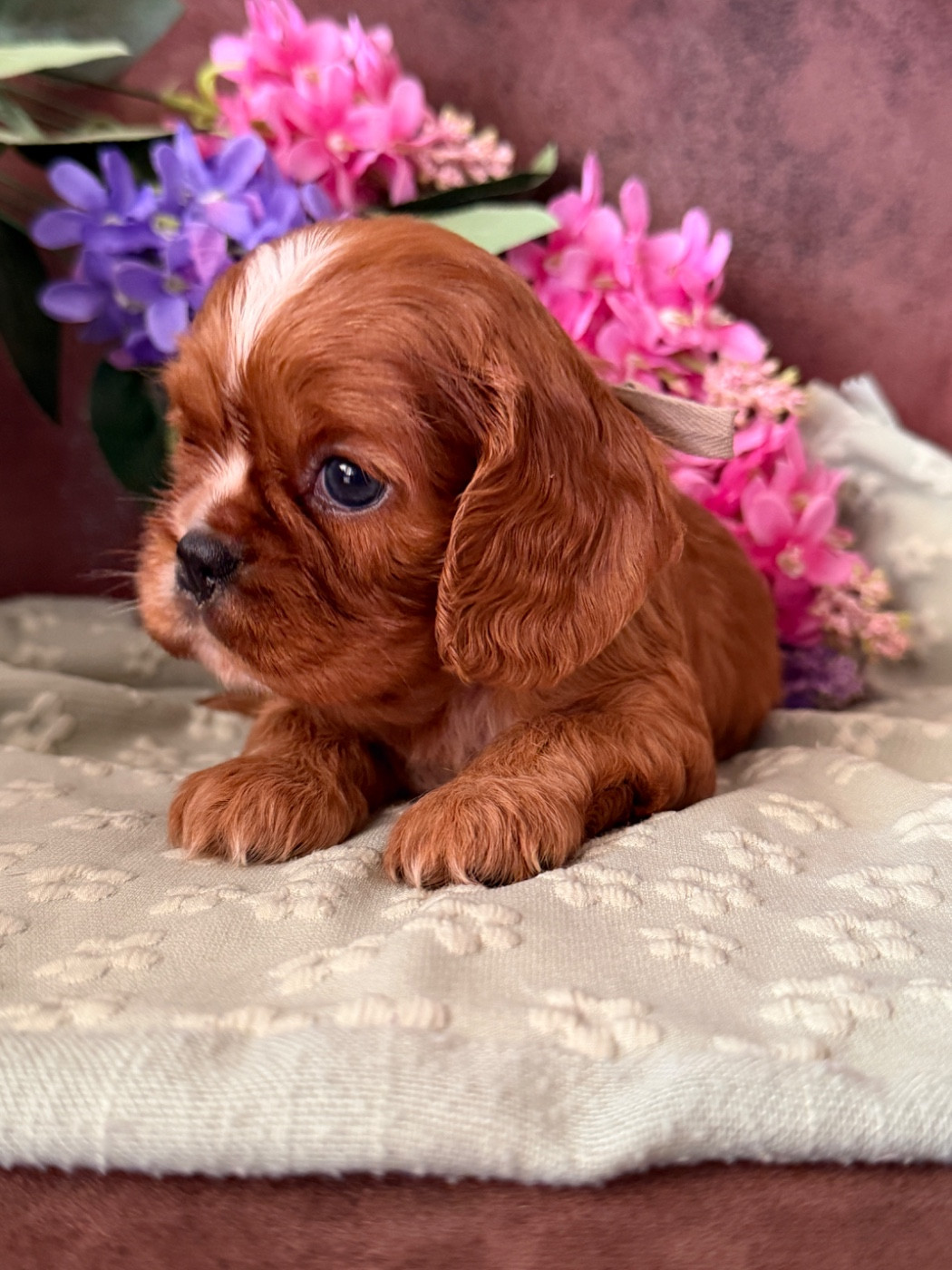 De La Cour De Mimali - Chiots disponibles - Cavalier King Charles Spaniel