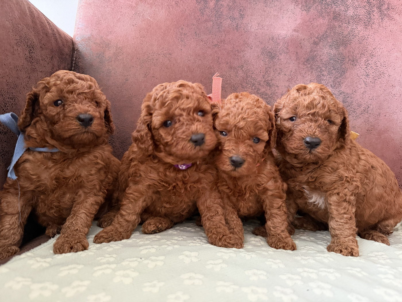 Chiot Caniche De La Cour De Mimali