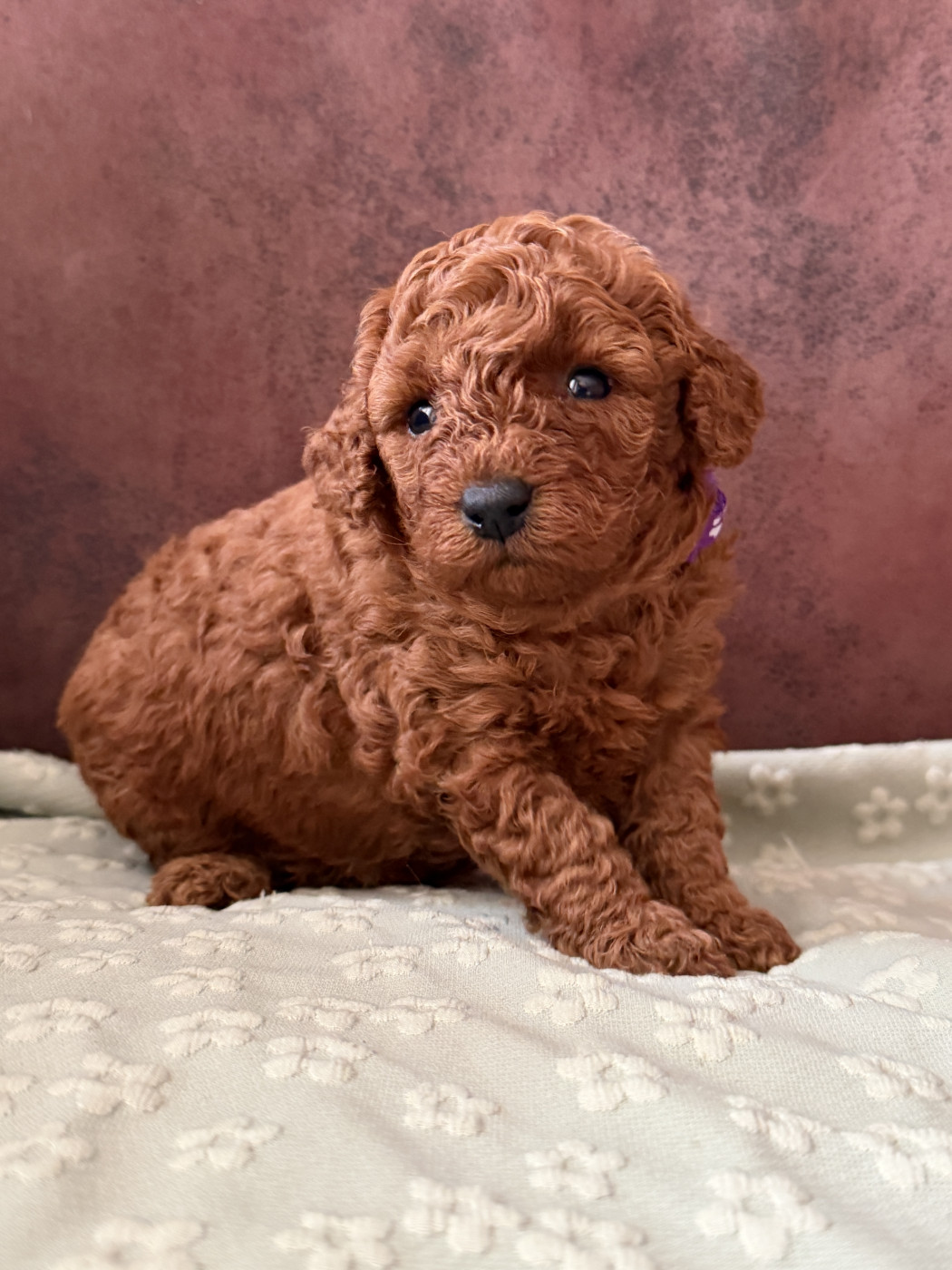 De La Cour De Mimali - Chiots disponibles - Caniche