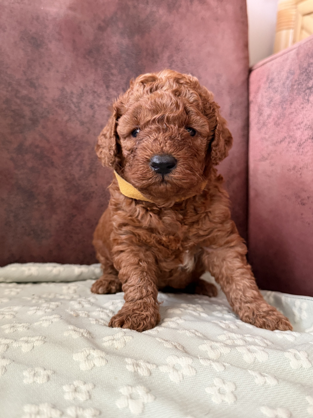 De La Cour De Mimali - Chiots disponibles - Caniche