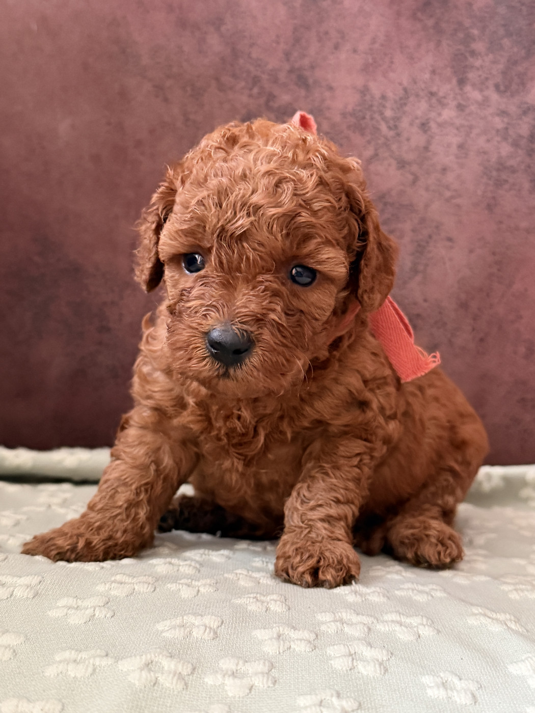 De La Cour De Mimali - Chiots disponibles - Caniche