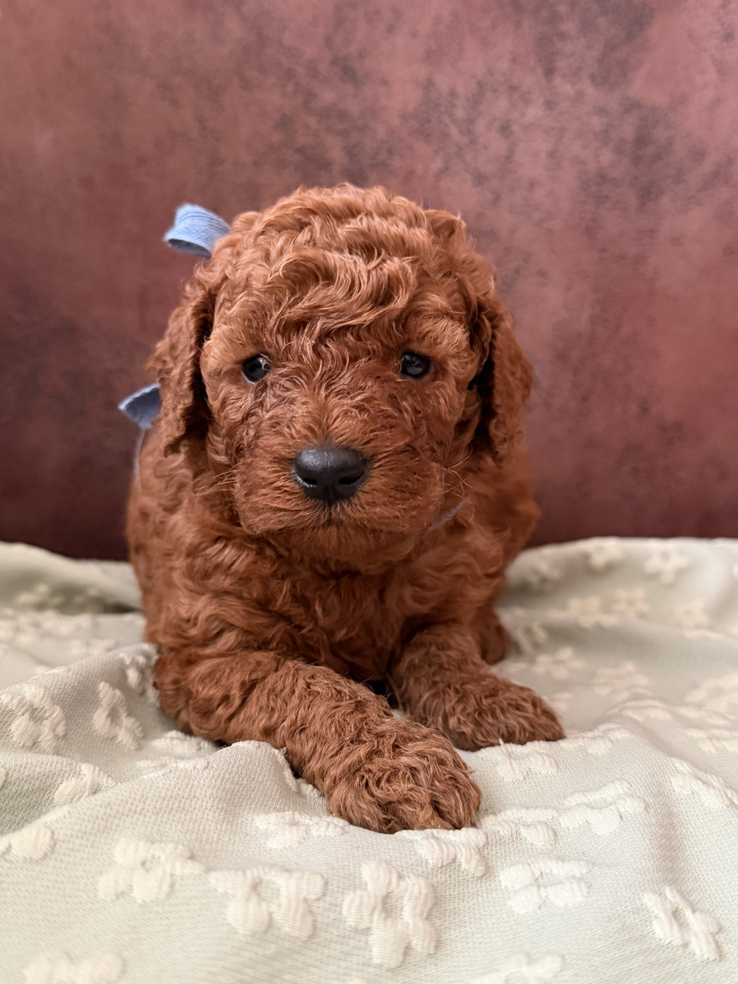 De La Cour De Mimali - Chiots disponibles - Caniche