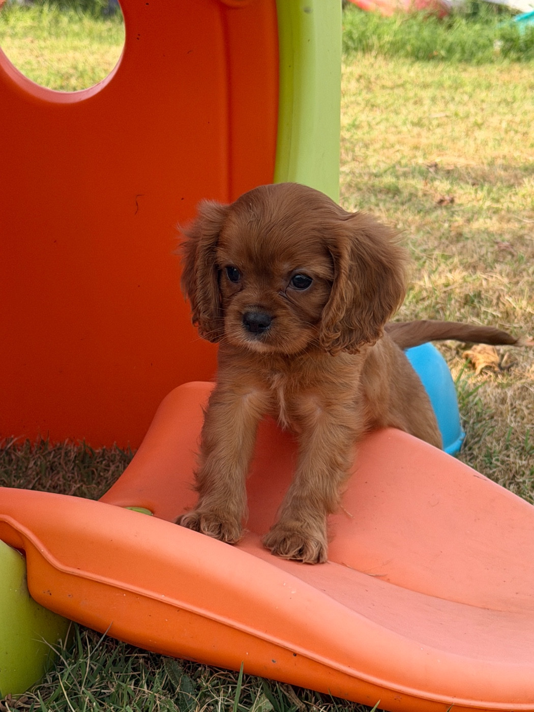 De La Cour De Mimali - Chiots disponibles - Cavalier King Charles Spaniel