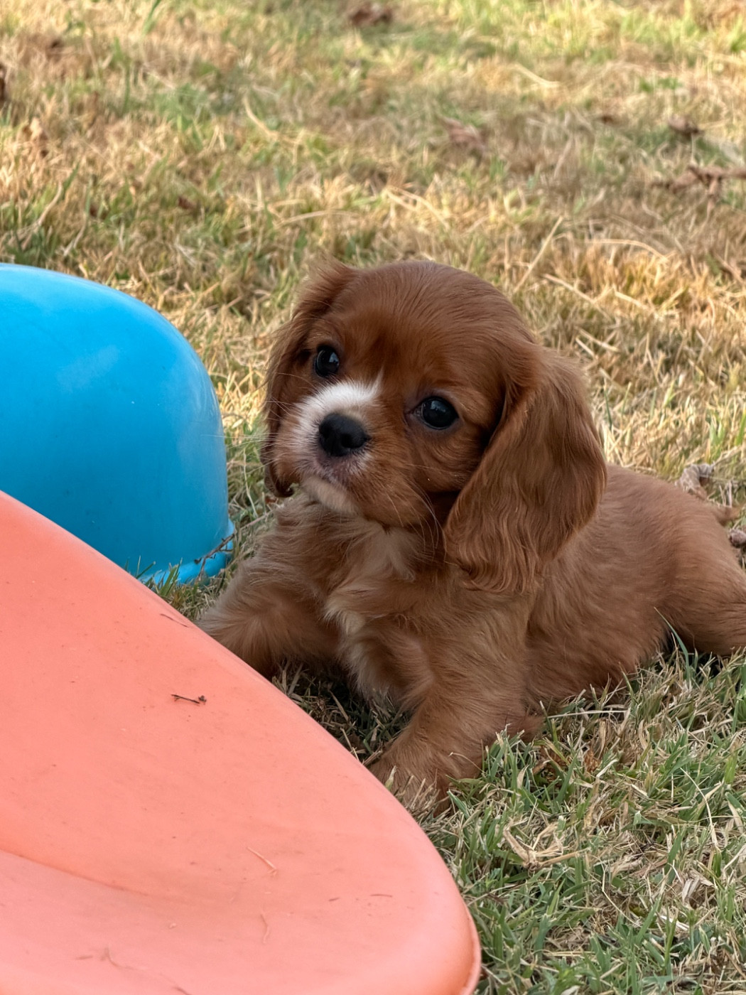 De La Cour De Mimali - Chiots disponibles - Cavalier King Charles Spaniel
