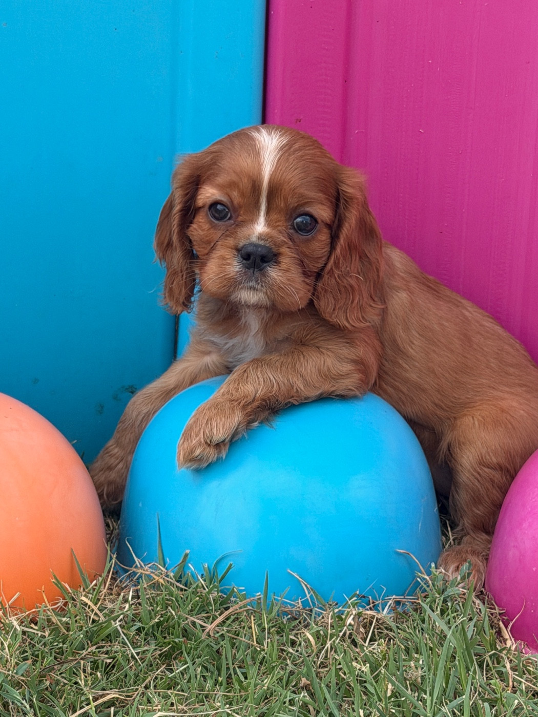 De La Cour De Mimali - Chiots disponibles - Cavalier King Charles Spaniel