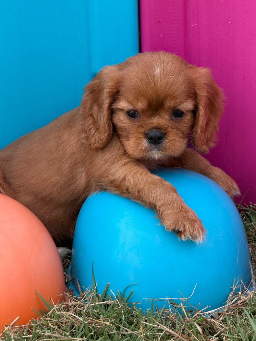 De La Cour De Mimali - Chiots disponibles - Cavalier King Charles Spaniel