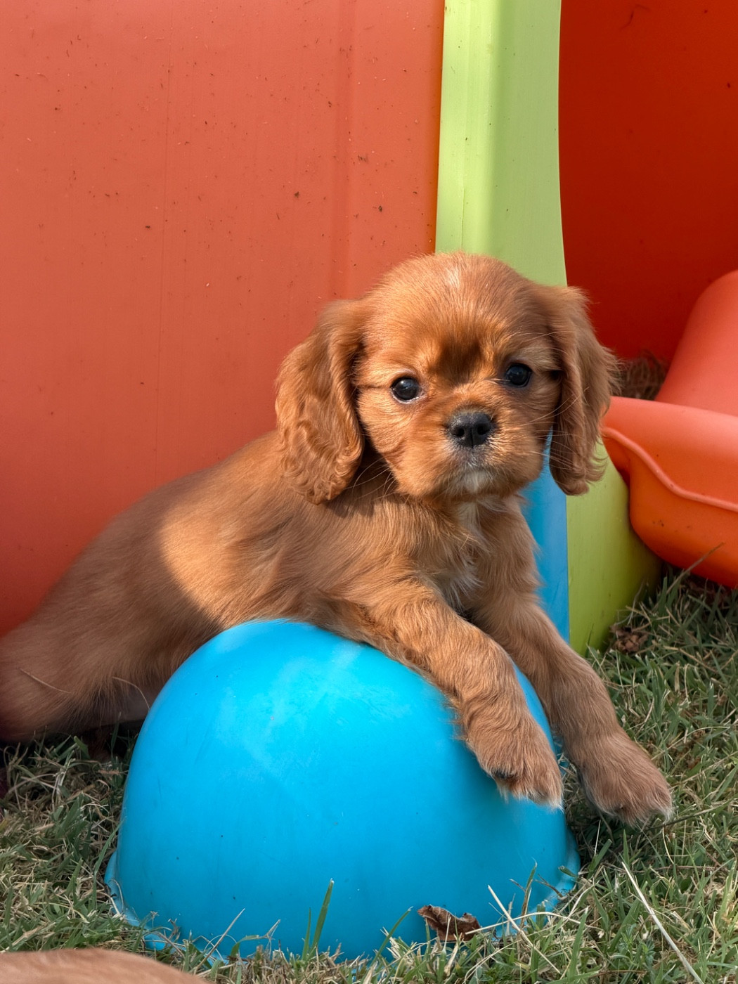 De La Cour De Mimali - Chiots disponibles - Cavalier King Charles Spaniel