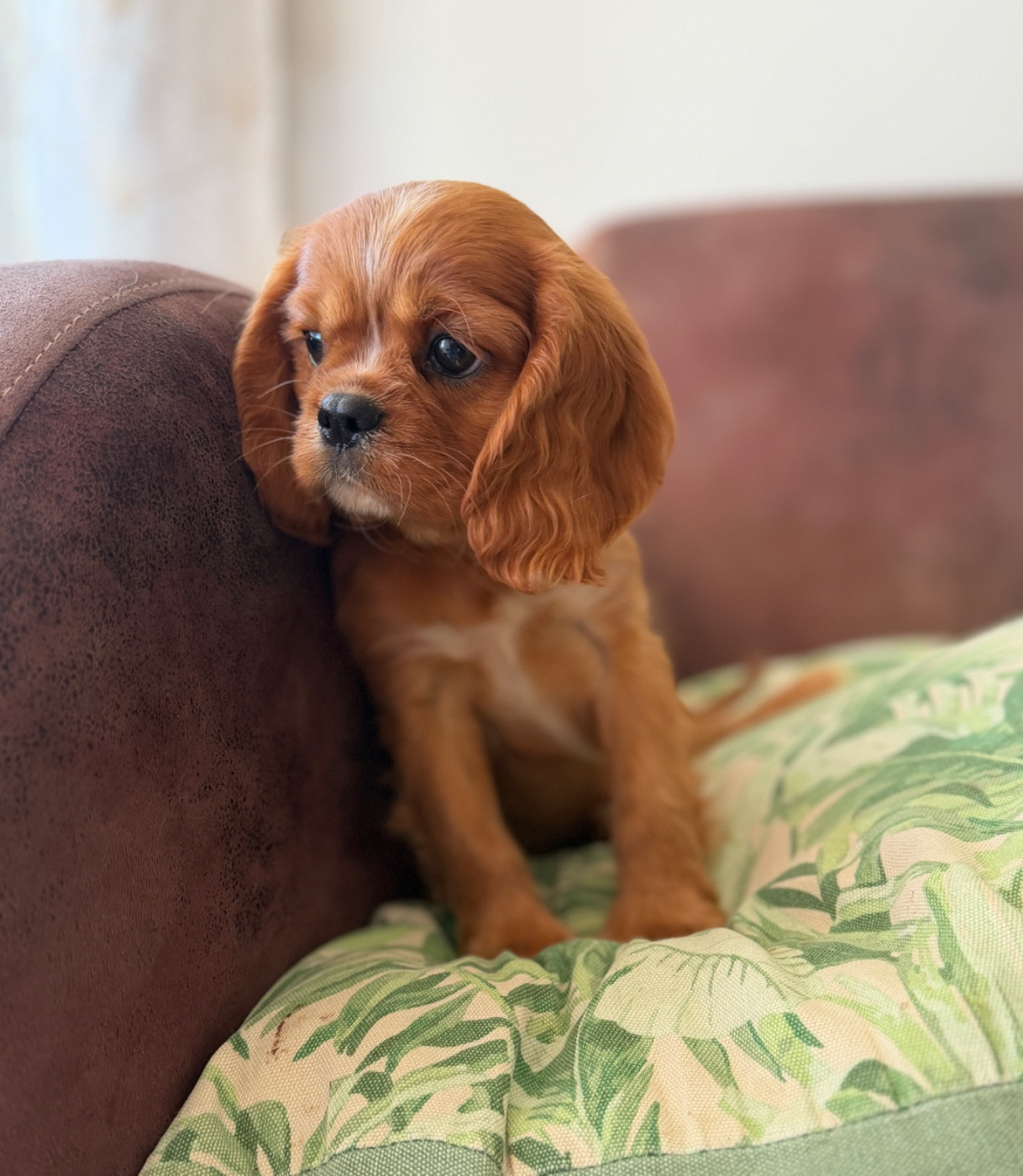 De La Cour De Mimali - Chiots disponibles - Cavalier King Charles Spaniel
